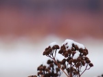 Nieve en las plantas secas