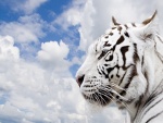 La cabeza de un tigre blanco