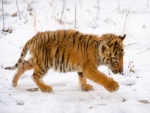 Cachorro de tigre jugando en la nieve