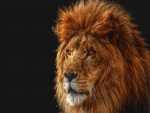 La mirada del león