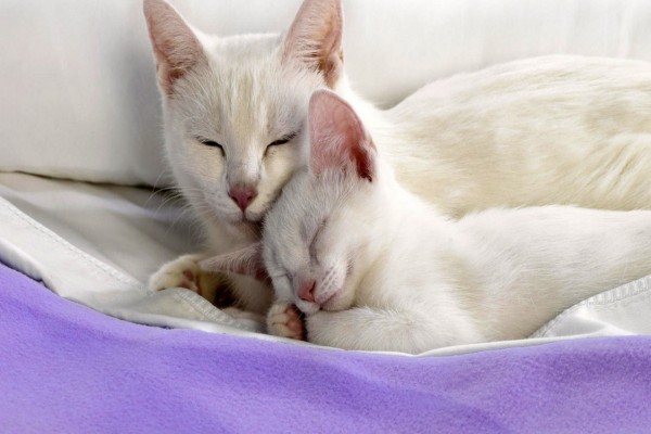 Gata blanca con su gatito