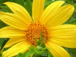 Flor amarilla con grandes pétalos