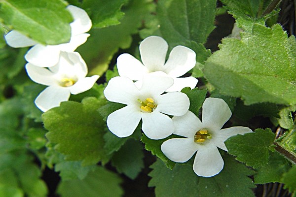 Flores blancas en la planta