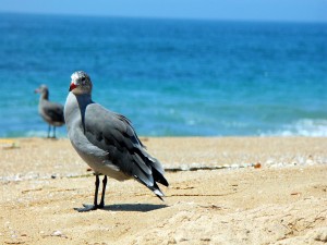 Postal: Aves en la playa