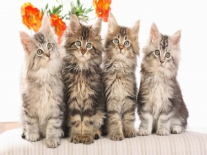 Postal: Cuatro preciosos gatitos