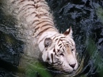 Un tigre blanco en el agua