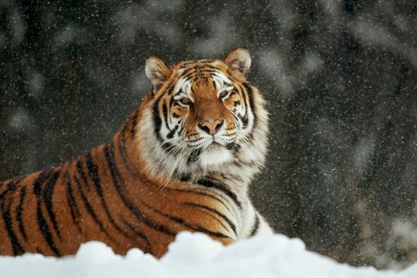Nieva sobre un gran tigre