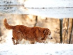 Perro caminando sobre la nieve