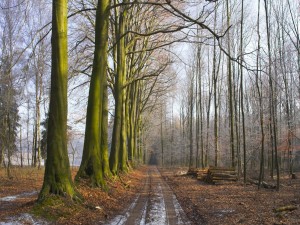 Camino entre árboles sin hojas