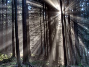 La luz del sol entra en el bosque