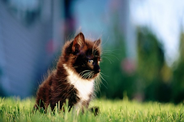Gatito negro con mancha blanca