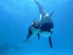 Dos orcas juntas