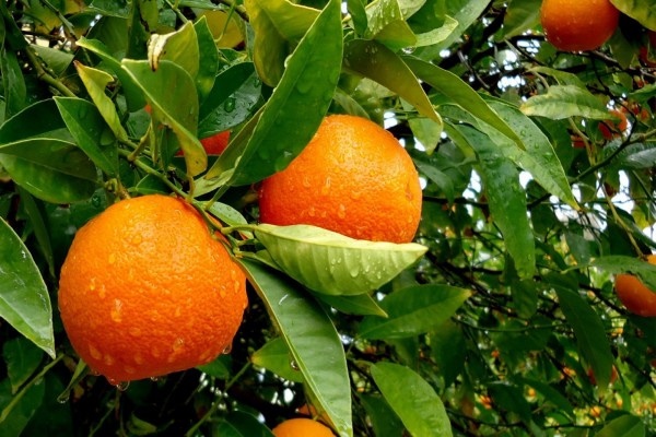 Naranjas en su árbol