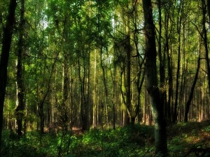 Postal: Bosque lleno de árboles