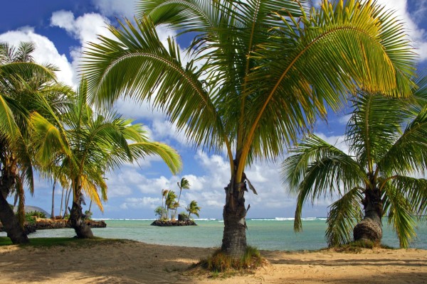 Playa con muchas palmeras