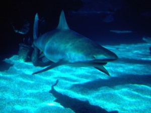 Tiburón en el acuario