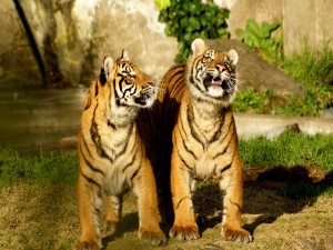 Postal: Dos tigres jóvenes