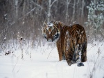 Tigre en un lugar nevado