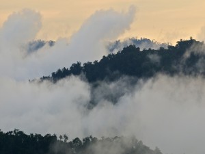 Postal: Niebla en la vegetación