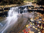 Hojas de otoño caídas en el río