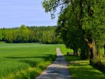 Atravesando un campo verde