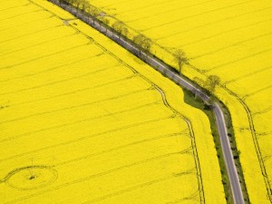 Postal: Carretera a través de un campo amarillo