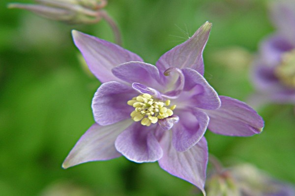 Delicada flor violácea