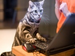 Gato con un portátil