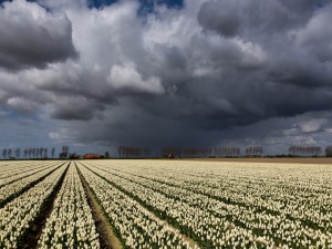Campo de tulipanes blancos