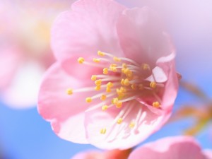 Flor de cerezo