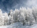 Árboles vestidos con nieve