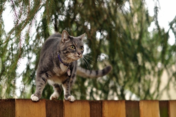 Gato sobre la cerca