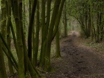 Camino por el bosque