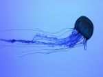 Medusa larga azul