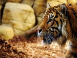 Tigre visto de perfil