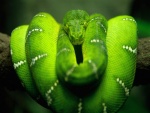 Serpiente arbórea verde
