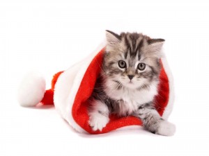 Gatito dentro de un gorro de Santa Claus