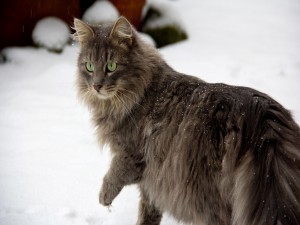 Gato con los ojos verdes en la nieve