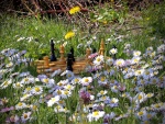 Tablero de ajedrez entre flores