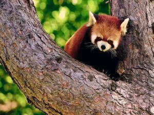 Postal: Panda rojo en el árbol