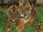 Hermanos tigres