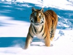 Joven tigre en la nieve