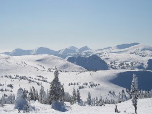 Postal: Montañas y pinos cubiertos de nieve