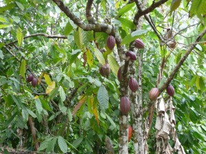 Postal: Árbol de cacao