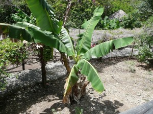 Árbol del plátano (Musa)