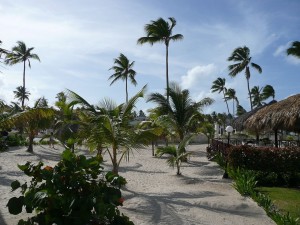 Postal: Vegetación en una playa de Punta Cana, República Dominicana
