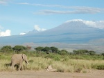 Un elefante, con el Kilimanjaro al fondo