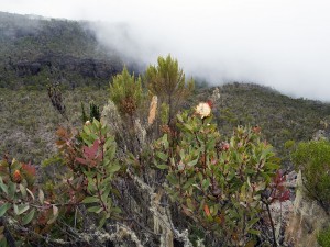 Postal: Vegetación en el Kilimanjaro