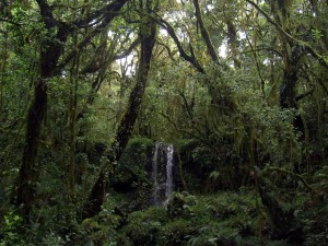 Postal: Caída de agua en la selva cerca del Monte Kilimanjaro