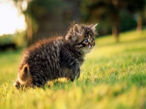 Pequeño gato en la hierba verde